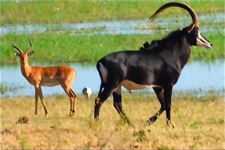 Vic Falls- Botswana waterways- & wildlife