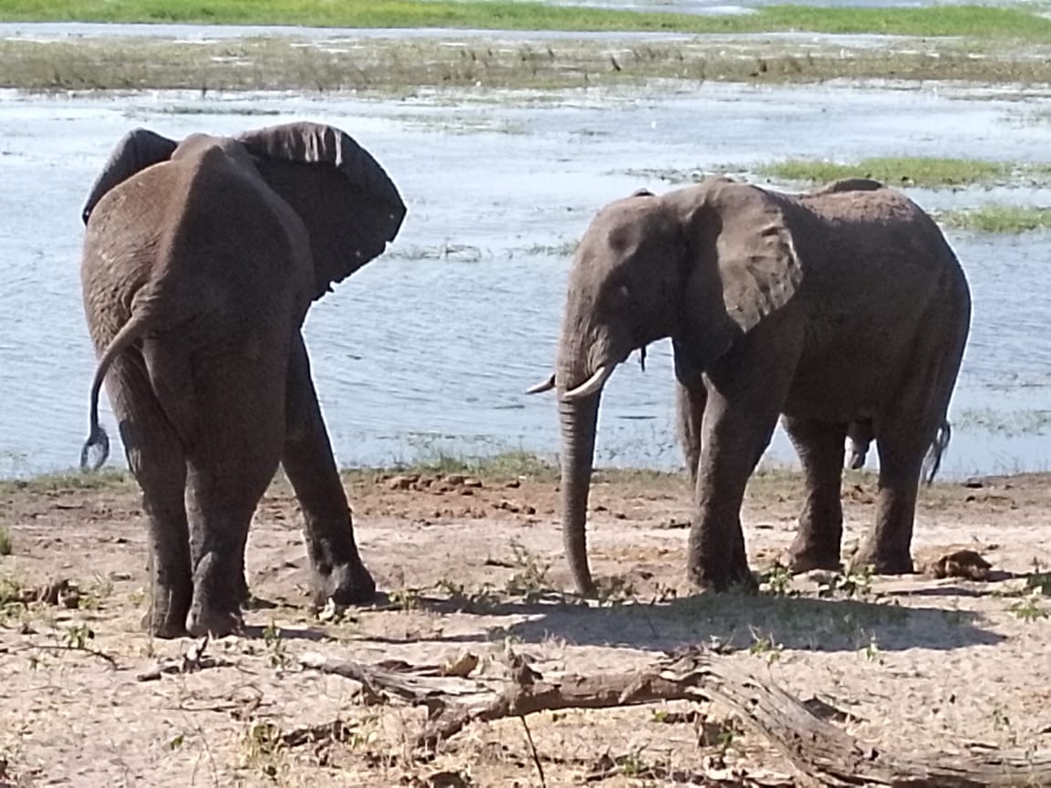 South Luangwa