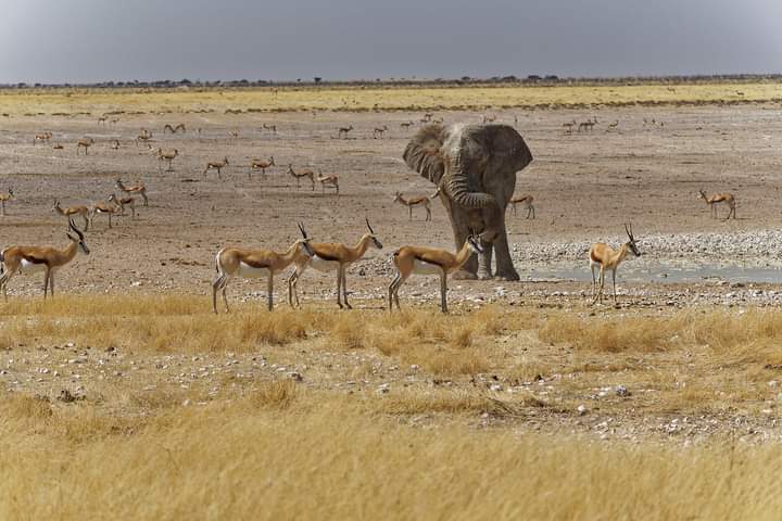 Etosha