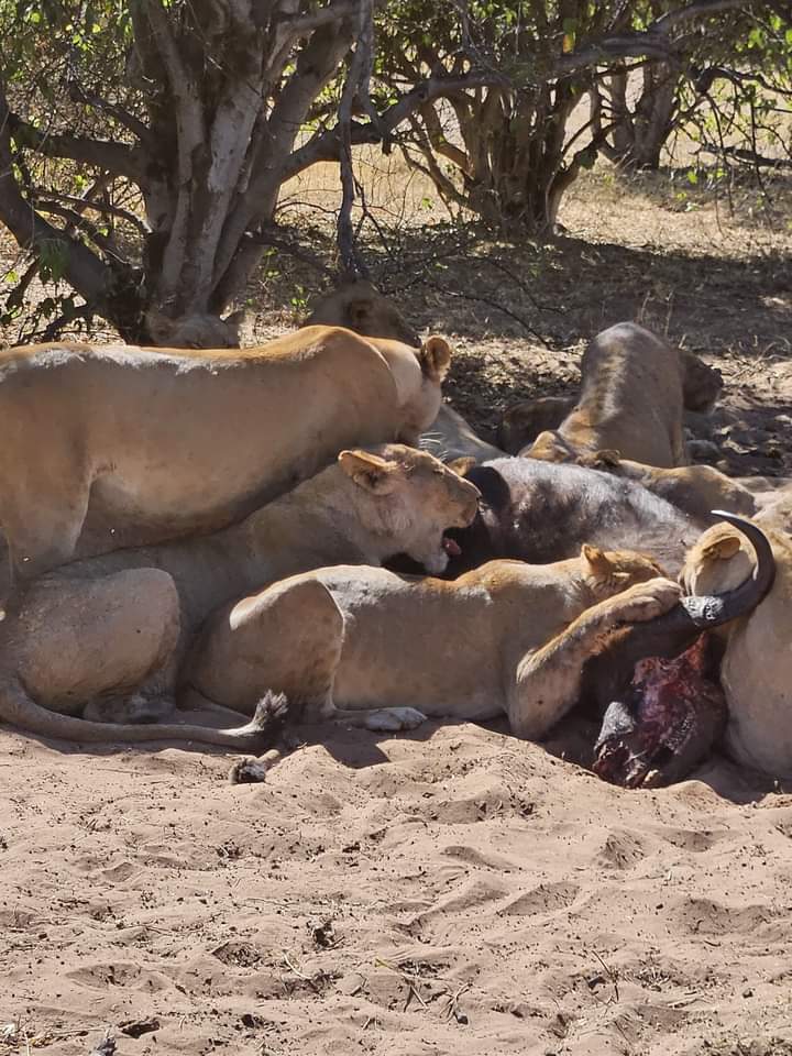 Vic falls-Chobe- Okavango Delta