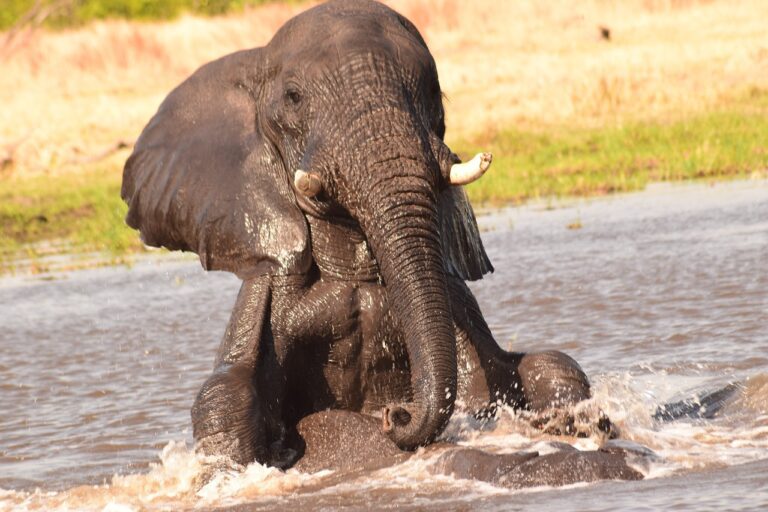 elephant, water, play-2647203.jpg