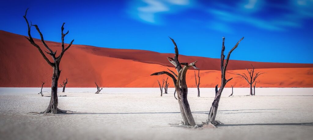 namibia, desert, a tree-2019391.jpg